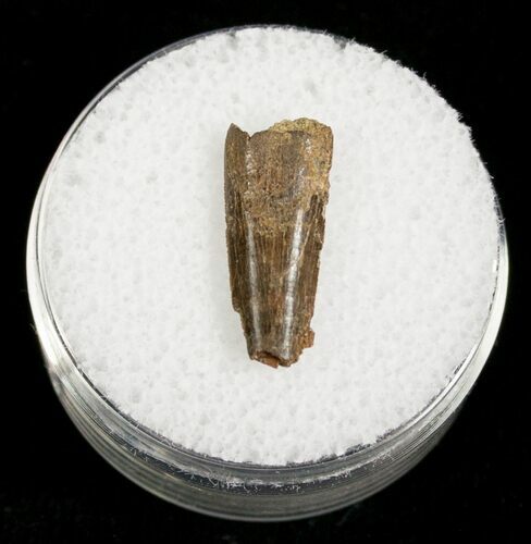 Partial Dromaeosaur (Raptor) Tooth - Montana #4438